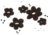 Daisy Bunch