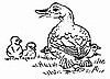 Duck Family