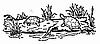 Turtles On A Log