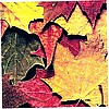 12x12 Autumn Leaf