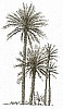 Palm Tree