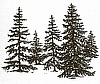 Stand Of Pines