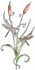 Cattails With Two Dragonflies