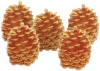 Pine Cone Brads