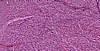 8.5x11 Fancy Purple Mulberry