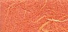 8.5x11 Light Orange Mulberry