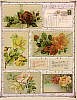 Vintage Roses