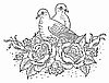 Dove Roses