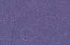 8.5x11 Purple Mulberry