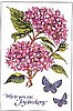Pink Hydrangeas