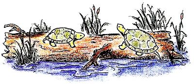 Turtles On A Log
