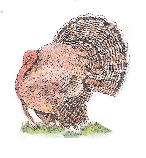 Turkey Gobbler