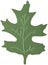 Giga Clever Lever Embossing Oak Leaf Punch