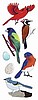 Jolee's North American Birds